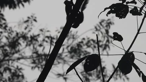 Playful Squirrel in the Wild Nature Video stock 308471268