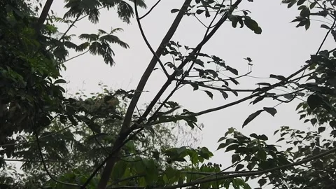 Playful Squirrel in the Wild Nature Stock Footage 308474794