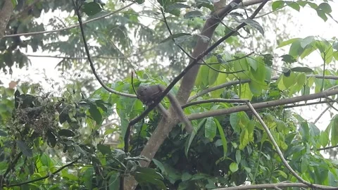 Playful Squirrel in the Wild Nature Stock Footage 308474875