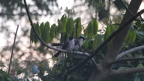 Playful Squirrel in the Wild Nature Video stock 308475121