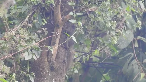 Playful Squirrel in the Wild Nature Stock Footage 308475776