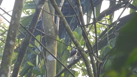 Playful Squirrel in the Wild Nature Stock Footage 308523497