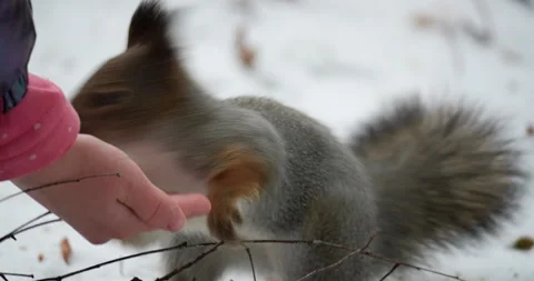 Playful squirrel in winter fur gently touches child's hand for nuts Stock Footage 311582014