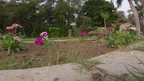 Playful squirrels in a garden with flowers finding and eating grains. Video stock 291865569