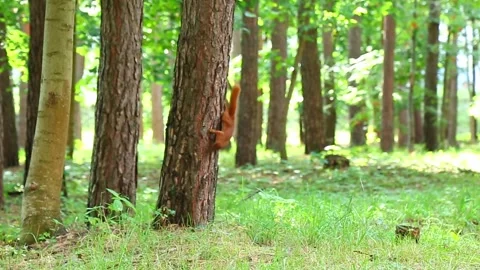 Playful squirrels run along the trunk of a tree and jump to the ground. Stock Footage 325669247