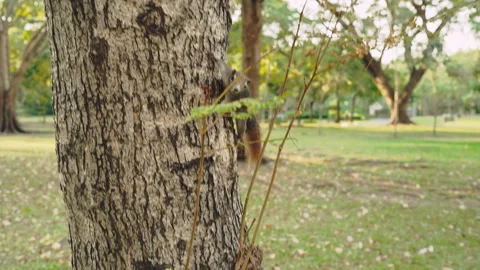 Playful Squirrels Scurrying Up and Down a Large Tree in Public Park Stock Footage 330927093