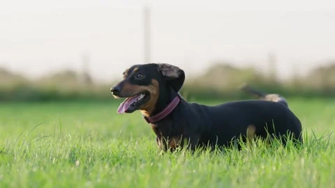 Playful Standard sized Dachshund Standing In Grass, Slow Motion Stock Footage 339302278