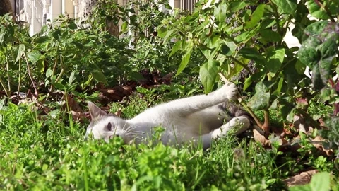 Playful stray cat. Stock Footage 150211819