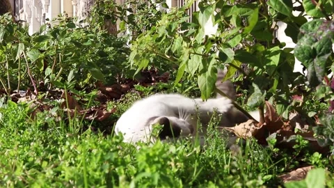Playful stray cat. Stock Footage 150211869