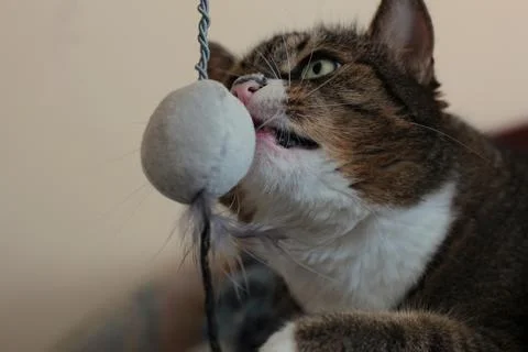 Playful tabby cat biting a soft ball toy 库存照片