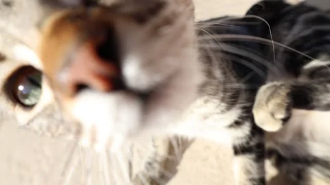 Playful tabby cat lying on floor sniffing the camera Stock Footage 325852428