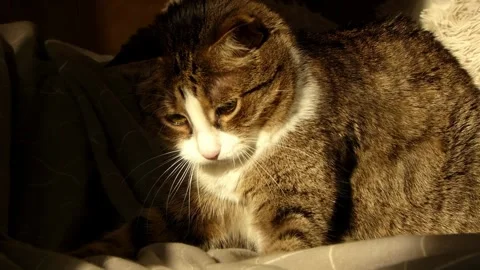 Playful tabby cat resting or getting ready to play in warm sunlight at home. Stock Footage 319827274