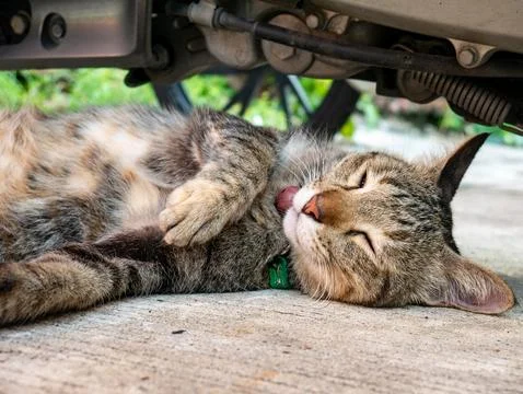 Playful Tabby Cat Rolling on Back Under Motorcycle Looking at Camera, Bangk.. Stock Photos