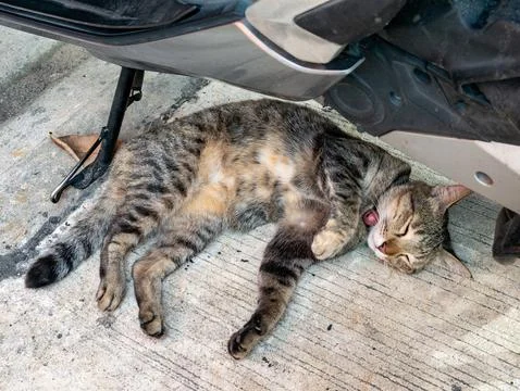 Playful Tabby Cat Rolling on Back Under Motorcycle Looking at Camera, Bangk.. Foto stock