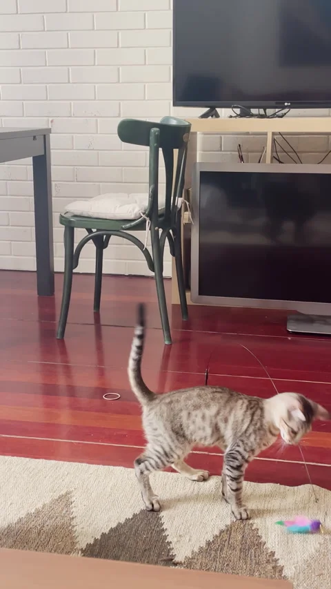 Playful Tabby Kitten Chasing Toy in Cozy Living Room 库存影片 330244342