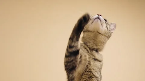 Playful tabby kitten looking up and raising paw Stock Footage 345210345