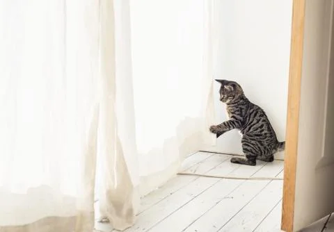 Playful tabby kitten playing with curtain. Stock Photos
