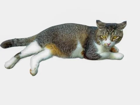 Playful Tabby: A Relaxed Pose Stock Photos