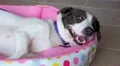 Playful Terrier Puppy Lying on its Back HD Footage