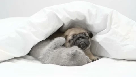 Playful tiny kitten and Pug puppy lying together under a blanket 動画素材 154485302