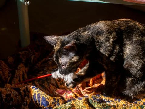 Playful Tortoiseshell cat hunting and catching feather wand toy, Active dom.. Stock Photos