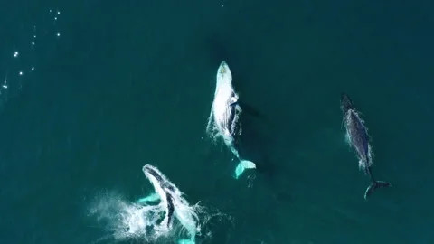 Playful Whale Pod Communicate by Slapping the Surface of the Ocean Water, Stock Footage