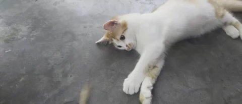 Playful White and Orange Kitten Reaching for a Leaf Toy on a Concrete Floor Stock Footage 320150643