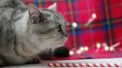 Playful white British cat. kitty, furry funny. red tartans background Stock-Footage 292356344