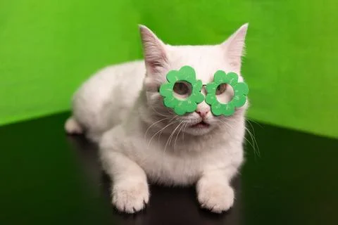 A Playful White Cat Featuring Fun Green Flower Glasses Set Against a Bright Stock Photos