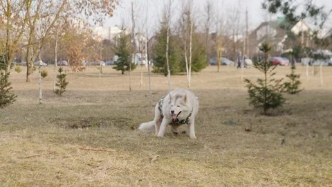 A Playful White Dog Having Fun in a Scenic Park Setting Filled with Lovely Stock Footage 305256864