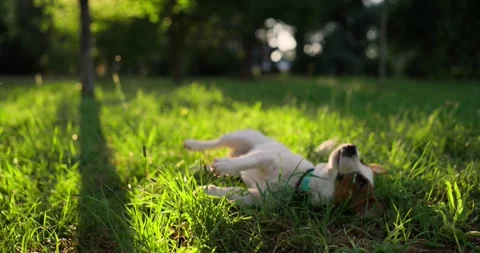 Playful white dog obeys the command to lie down while walking and relaxing on Stockbeeldmateriaal 285216728