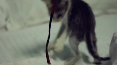 Playful white kitten Stock Footage 318515829