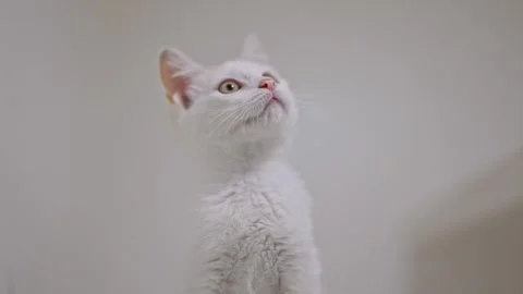 Playful white kitten with light ginger patches jumps and explores on a seamless Stock Footage 310096990