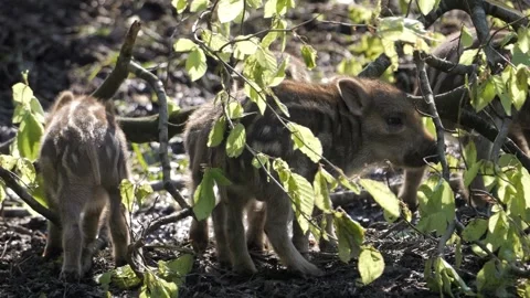 Playful Wild Boar Piglets Exploring a Stick – 4K 스톡 동영상 321182706