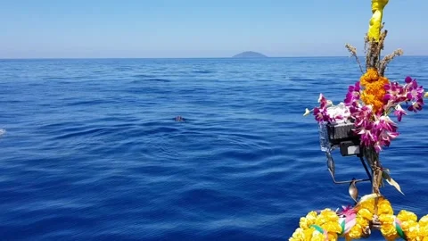 Playful wild dolphins navigating turquoise waters near traditional thailand boat Video stock 309294999