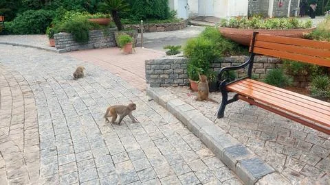 Playful wild monkeys exploring paved pathway in public park area Stockfoto's
