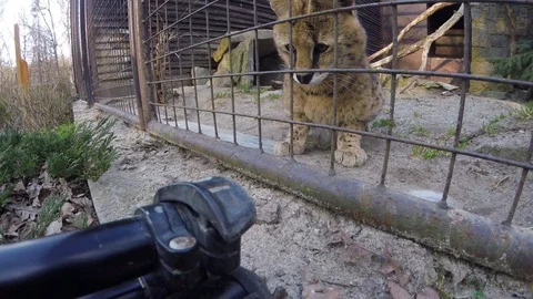Playful wild serval (Leptailurus serval) cat in the zoo behind the fence Video stock 88353393