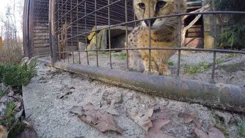 Playful wild serval (Leptailurus serval) cat in the zoo looking at the tripod Stock Footage 88353592
