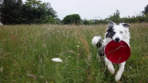 Playful young dog with Stock Footage 243685586