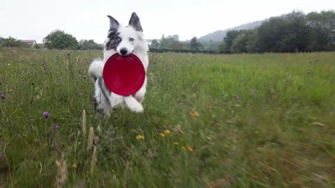 Playful young dog with Stock Footage 243685589