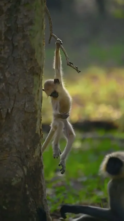 Playful young gray langur monkey hanging from a tree branch in the forest Stock Footage 335491461