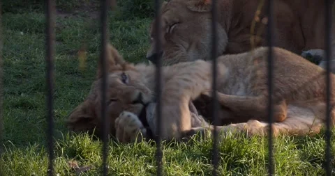 Playful Young Lion Stock Footage 308895325