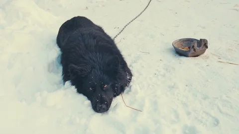 Playful young mongrel dog on chain in snow. Kennel Stock Footage 72576970