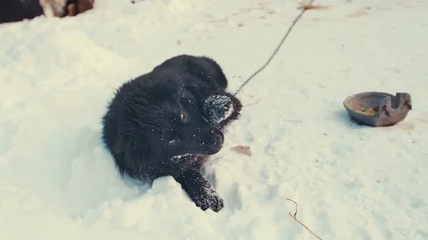 Playful young mongrel dog on chain in snow. Kennel Stock Footage 72577017