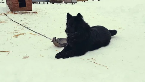 Playful young mongrel dog on chain in snow. Kennel 스톡 동영상 72580772