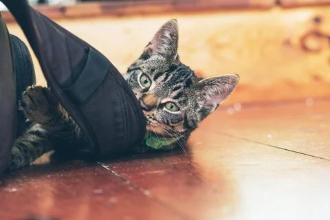 Playful young tabby cat chewing on backpack lying on wooden floor in home. Stock Photos