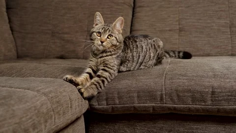 Playful young tabby cat is having fun on sofa, showing active, curious behavior. Stock Footage 319044327
