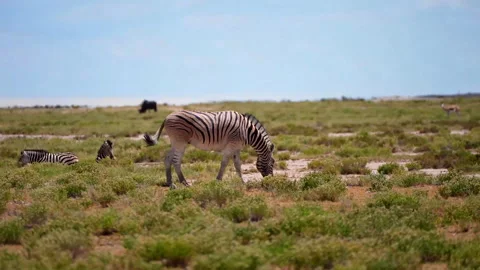 A playful zebra runs and eats grass in the African savanna. Stock Footage 313556992
