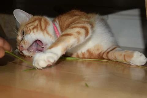 Playfull Kitten Foto stock