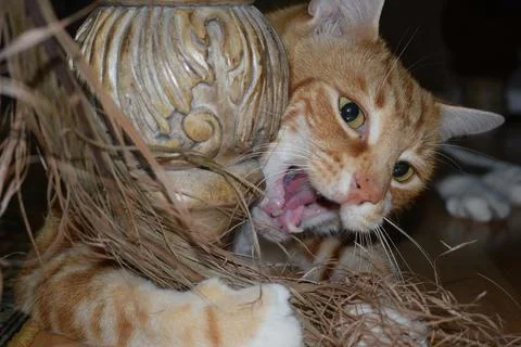 Playfull Kitten Foto stock